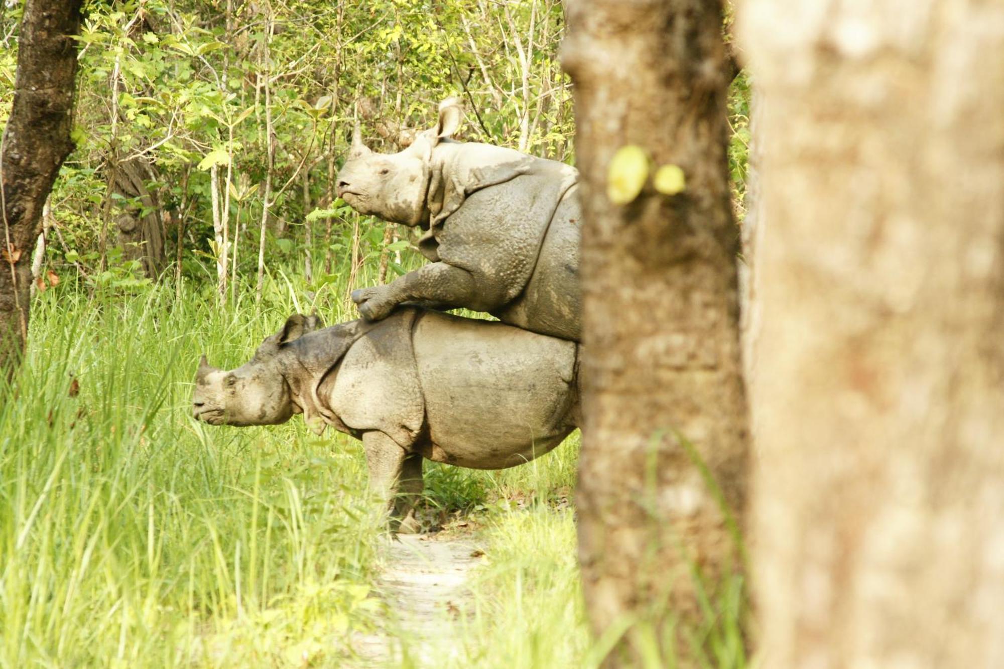Jungle Wildlife Camp Hotell Sauraha Exteriör bild